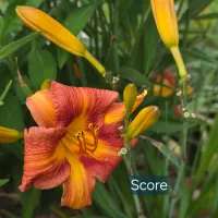 Score thumbnail