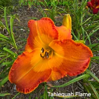 Tahlequah Flame thumbnail