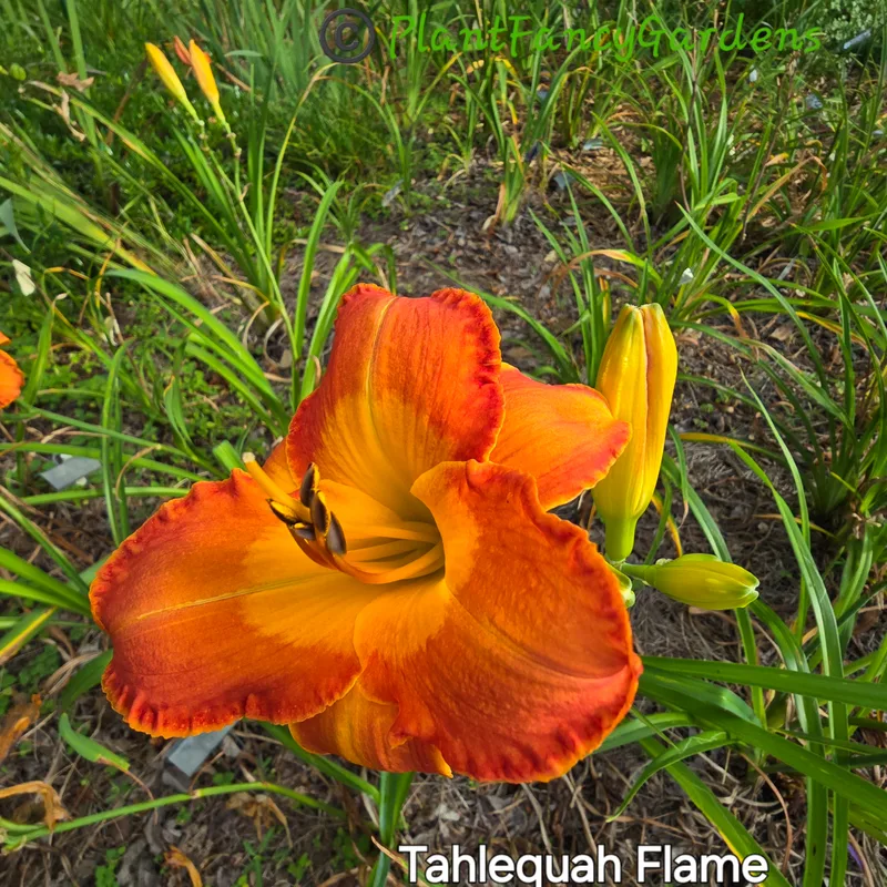 Tahlequah Flame from PlantFancyGardens, LLC