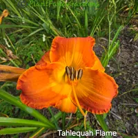 Tahlequah Flame thumbnail