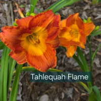 Tahlequah Flame thumbnail