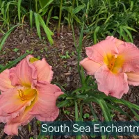 South Sea Enchantment thumbnail
