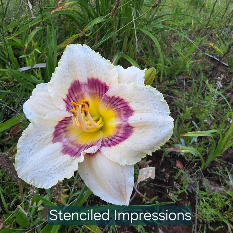 Stenciled Impressions daylily bloom