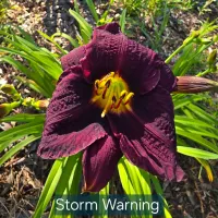 Storm Warning thumbnail