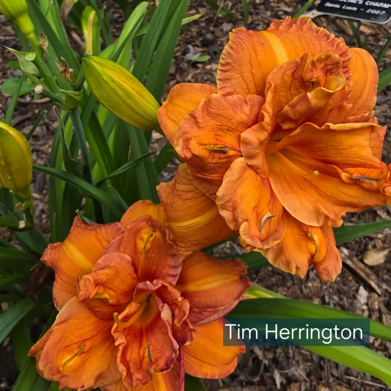 Tim Herrington from PlantFancyGardens, LLC