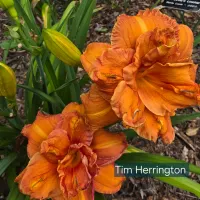 Tim Herrington thumbnail