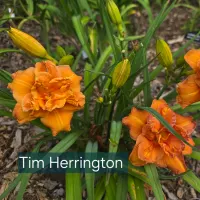 Tim Herrington thumbnail