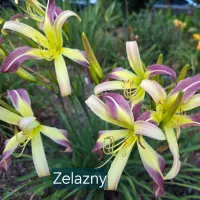 Zelazny thumbnail