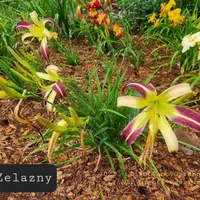 Zelazny thumbnail
