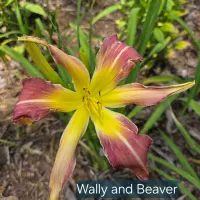 Wally and Beaver catalog image