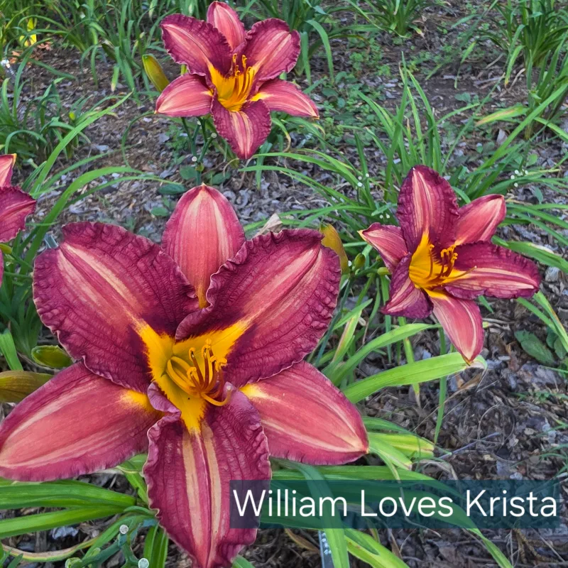 William Loves Krista from PlantFancyGardens, LLC