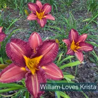 William Loves Krista thumbnail