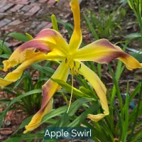 Apple Swirl thumbnail