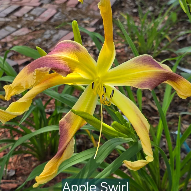 Apple Swirl from PlantFancyGardens, LLC