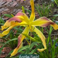 Apple Swirl thumbnail