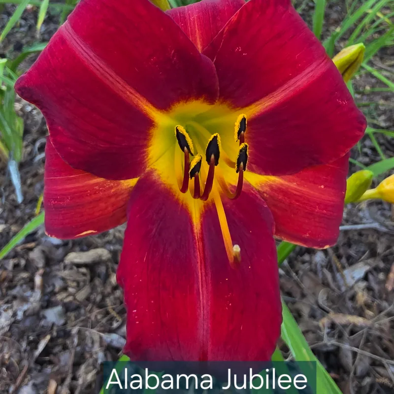 Alabama Jubilee daylily bloom
