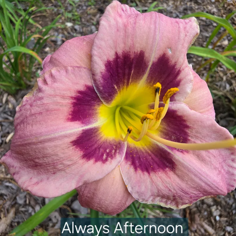 Always Afternoon from PlantFancyGardens, LLC