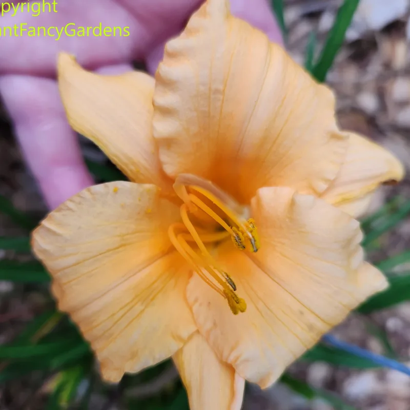Apricot Sparkles daylily bloom