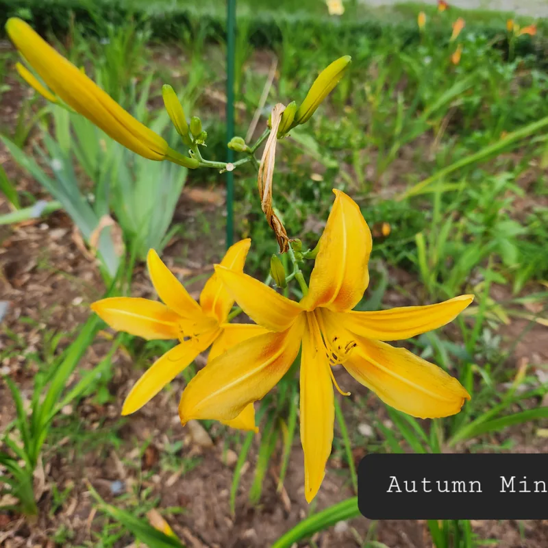 Autumn Minaret from PlantFancyGardens, LLC
