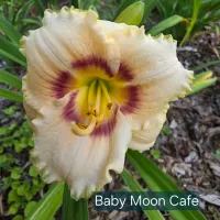 Baby Moon Cafe thumbnail