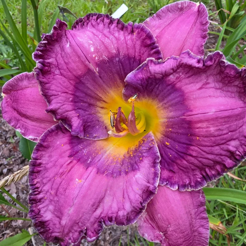 Bluing from PlantFancyGardens, LLC