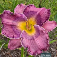Bluing thumbnail