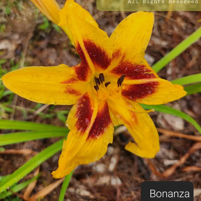 Bonanza from PlantFancyGardens, LLC