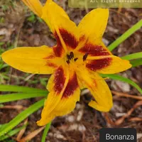 Bonanza thumbnail