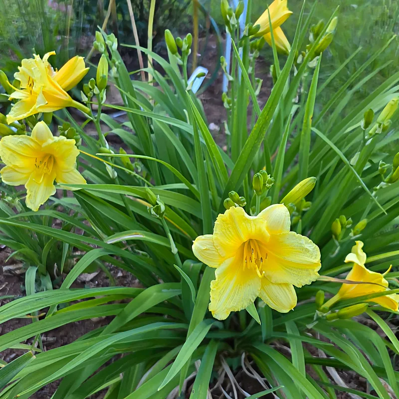 Happy Returns from PlantFancyGardens, LLC