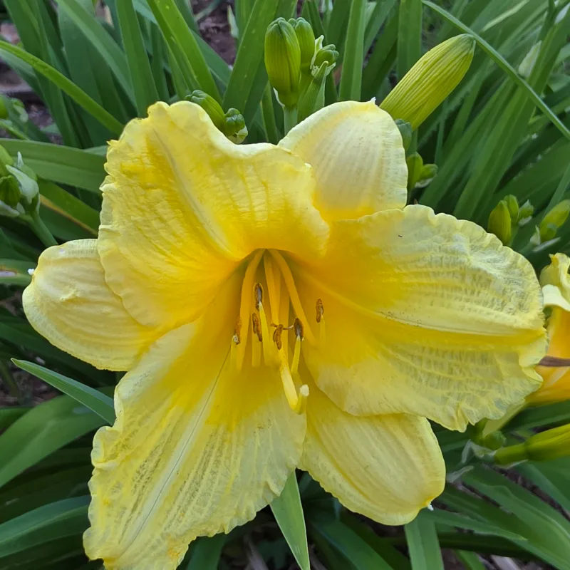 Happy Returns from PlantFancyGardens, LLC