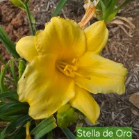 Stella de Oro thumbnail