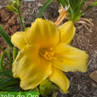 Stella de Oro thumbnail