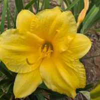 Stella de Oro thumbnail
