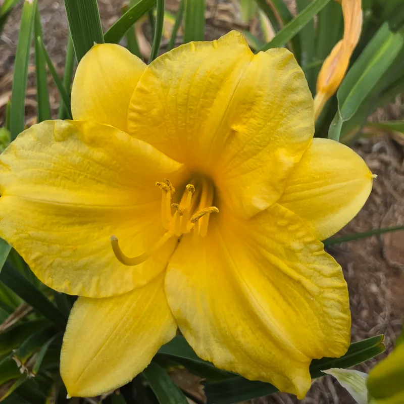 Stella de Oro from PlantFancyGardens, LLC