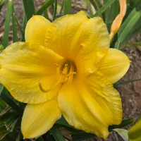 Stella de Oro thumbnail