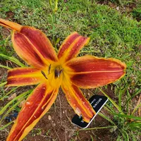 Brown Recluse thumbnail