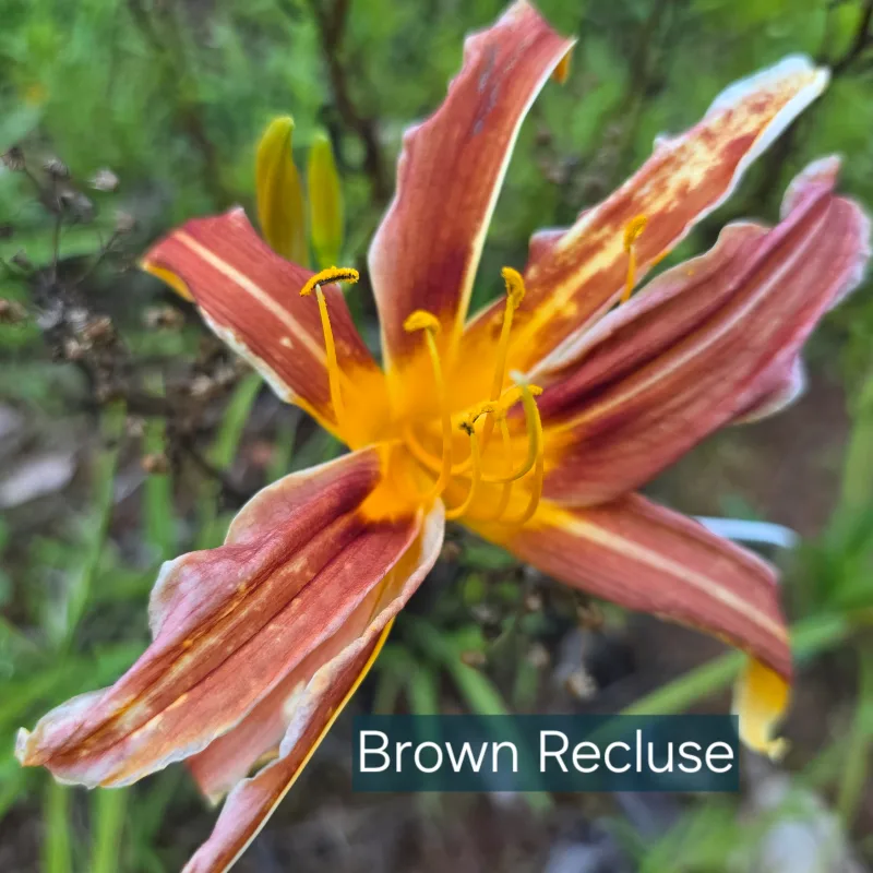 Brown Recluse from PlantFancyGardens, LLC