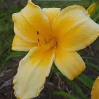Burgess Gold Sun thumbnail