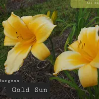 Burgess Gold Sun thumbnail