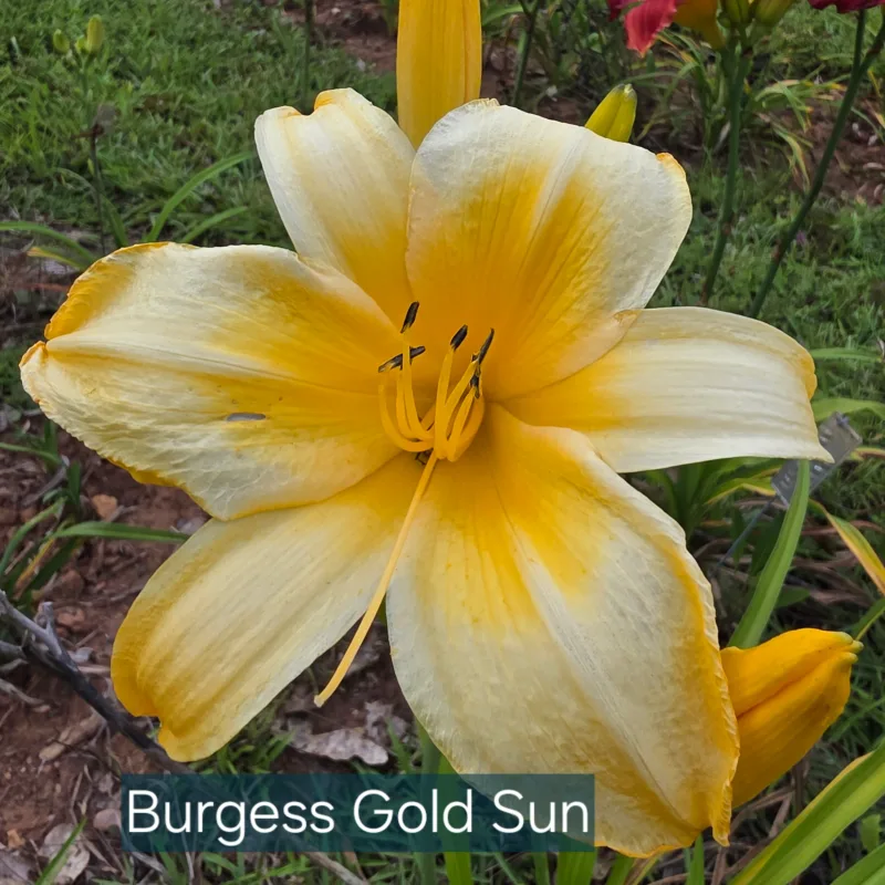 Burgess Gold Sun from PlantFancyGardens, LLC