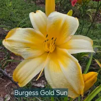 Burgess Gold Sun thumbnail