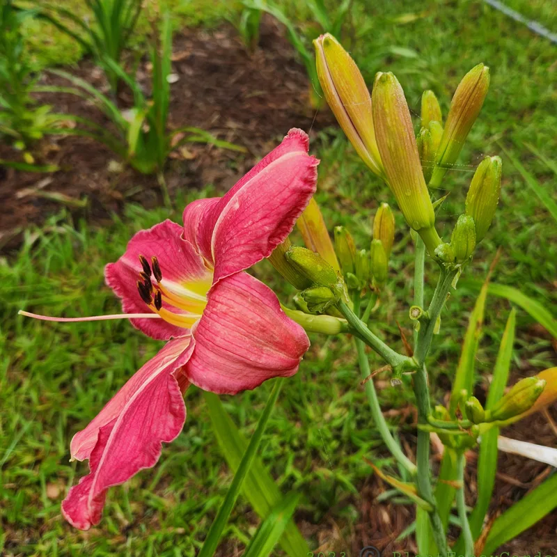 By the Riverside from PlantFancyGardens, LLC