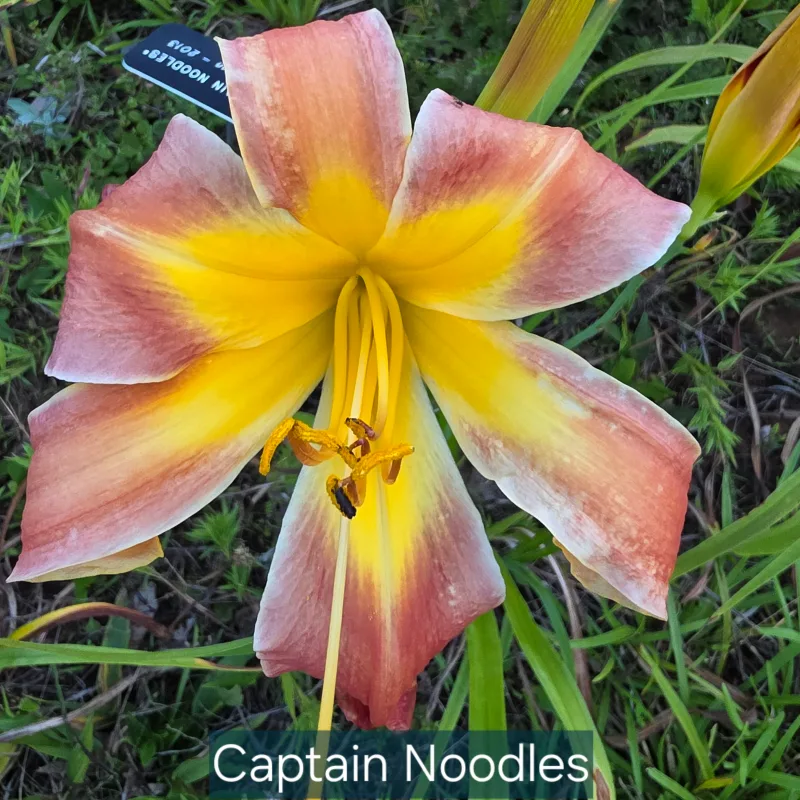 Captain Noodles from PlantFancyGardens, LLC