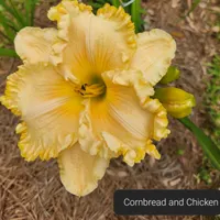 Cornbread and Chicken thumbnail