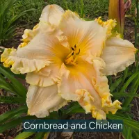 Cornbread and Chicken thumbnail
