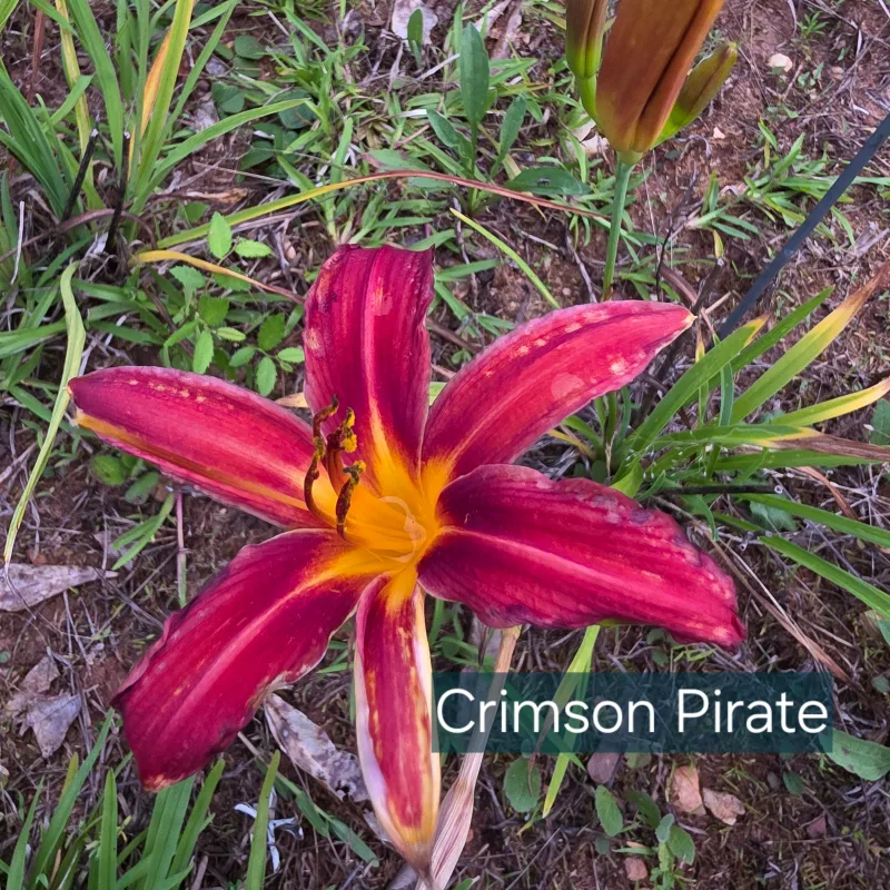 Crimson Pirate from PlantFancyGardens, LLC