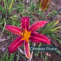 Crimson Pirate thumbnail