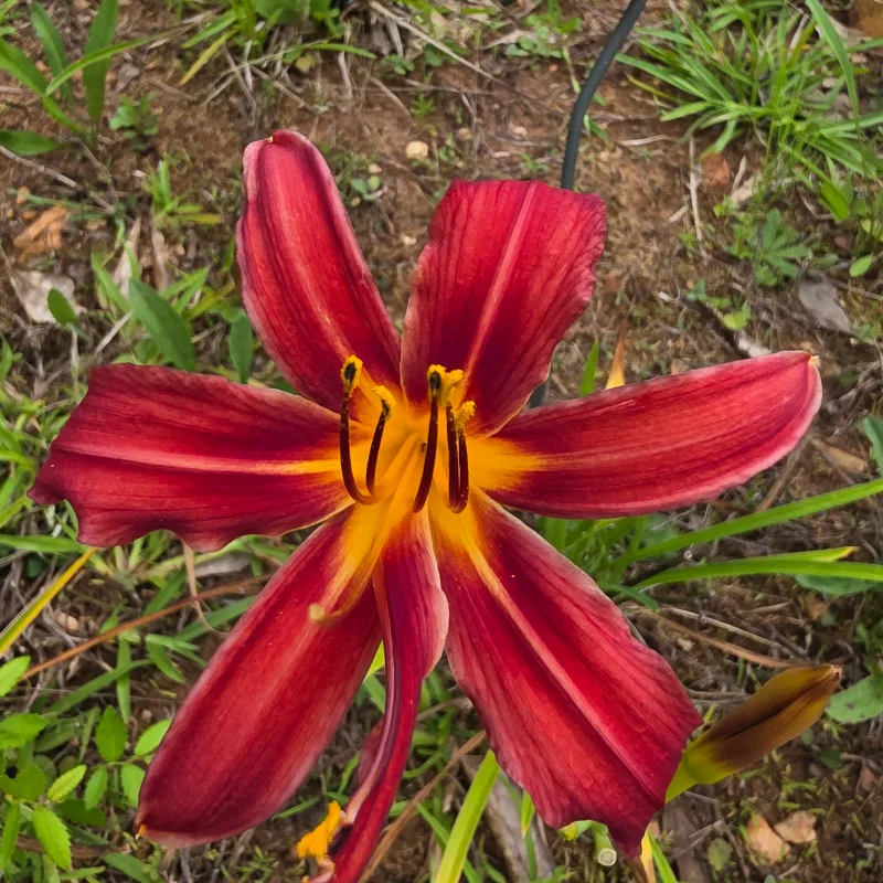 Crimson Pirate from PlantFancyGardens, LLC