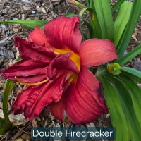 Double Firecracker thumbnail