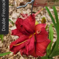 Double Firecracker thumbnail
